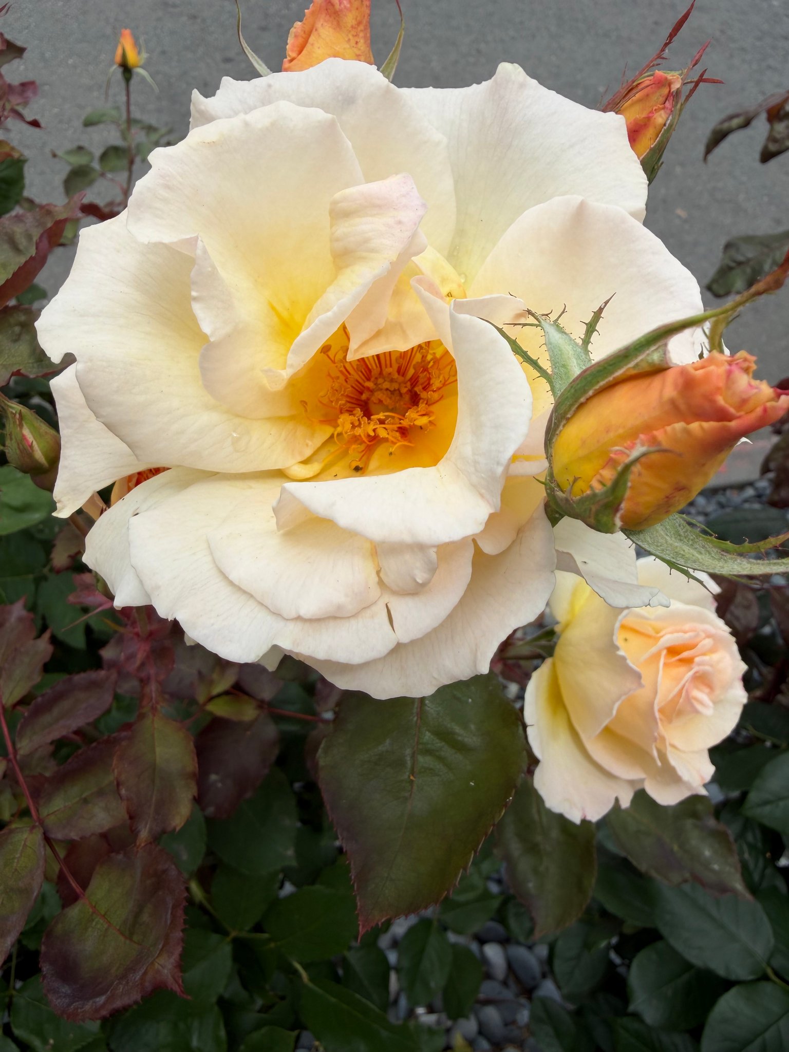 Courtyard Rose