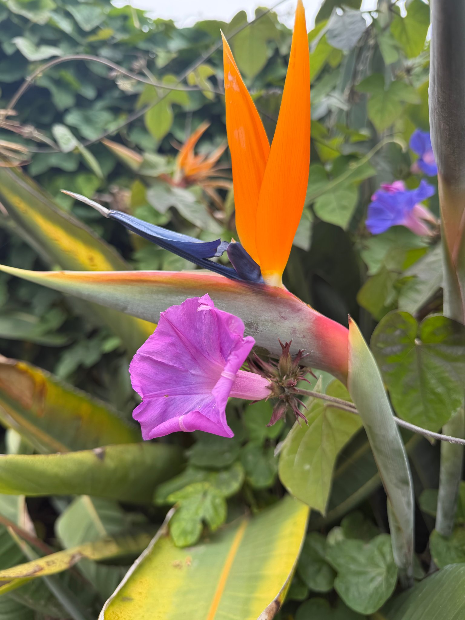 Garden in Bloom